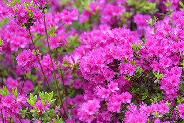 Obraz premium Pink azalea flower, in full bloom, Rhododendron