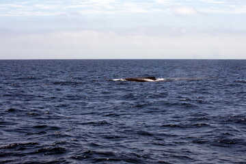 Dorsal fin of a humpback whale in Machalilla National Park off the coast of Puerto Lopez, Ecuador