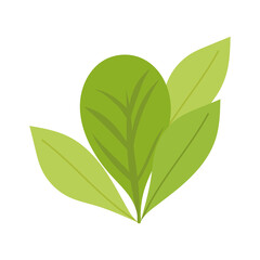 leaves foliage nature botanical isolated icon white background