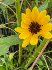 yellow sunflower in the garden