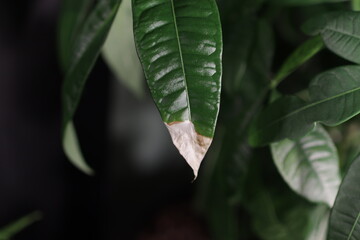 Damaged Pachira Aquatica leaf