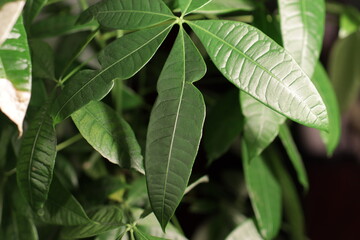 Malformed leaf due to insect damage 