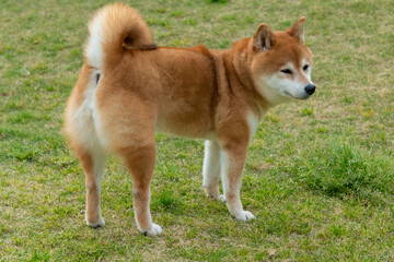 お尻を見せる芝犬