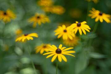 black-eyed susan