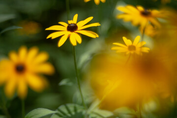 black-eyed susan