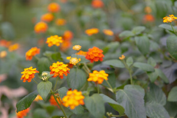 アスターの花
