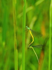 産卵活動中のキイトトンボのカップル