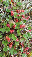 red currant bush
