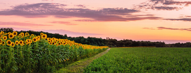 Sunflowers' field under sunset  © Yan