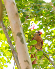 bird on a tree