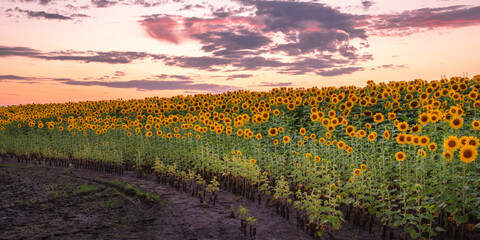 Sunflowers' field under sunset 