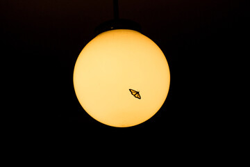 moth silhouette on the spherical lampshade