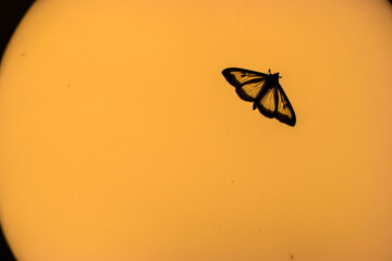moth silhouette on the spherical lampshade
