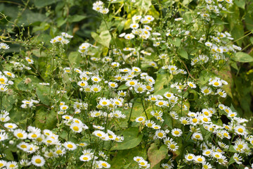Erigeron annuus ,  fleabane eastern daisy  white flowers macro  selective focus