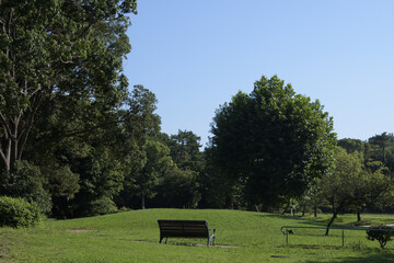 夏の朝、ベンチがある芝生広場の風景