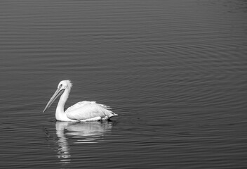Fototapeta premium A lonely Pelican floating on a Colorado pond.