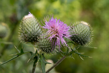 Cirsium vulgare, the spear thistle flower macro selective focus