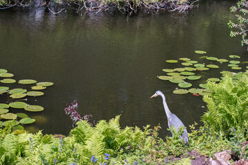grey heron watching the lake water in a park