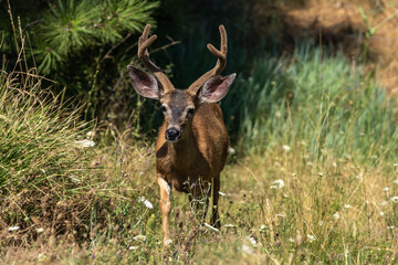 White-tailed deer buck with antlers in velvet.