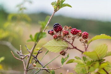 wild blackberries ripen along the hiking trail