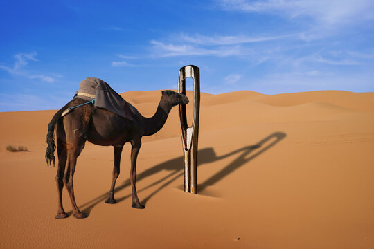 Camel and a giant needle in the desert