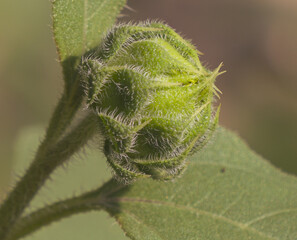 close up of a bud flower