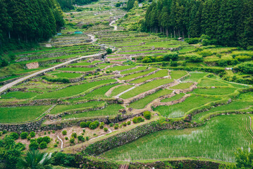 ８月の緑の四谷の千枚田