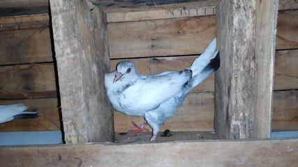 pigeon on the fence