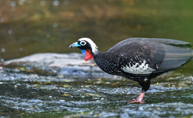 Black-fronted Piping-guan, threatened with extinction bird of the tropical forest. Guan with colorful plumage in a crystal clear stream in the middle of the jungle