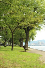 Fototapeta na wymiar 琵琶湖岸の並木