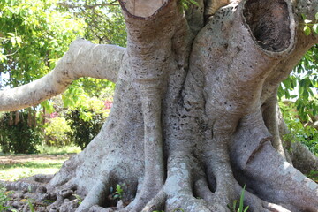 tree trunk garden