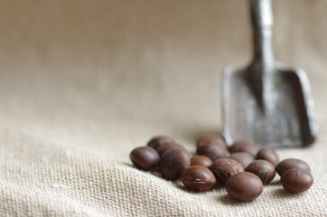 日差しを浴びる野菜の種（農業 ガーデニング イメージ）