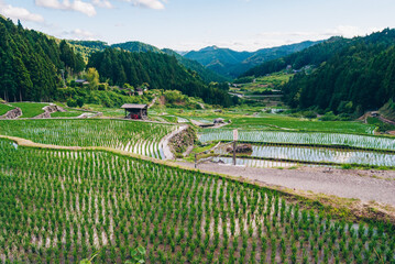 夏の日本の伝統的な四谷の千枚田
