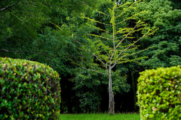 Obraz premium 公園の植物