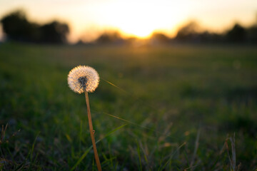 shining dandelion at sunset, dandelion  from closeup