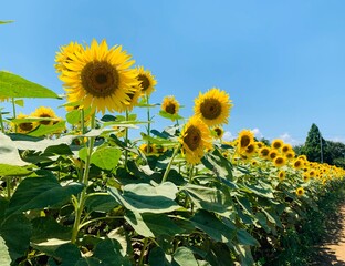 field of sunflowers