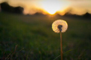 shining dandelion at sunset, dandelion  from closeup