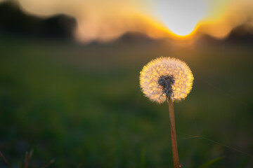 Obraz na płótnie Canvas shining dandelion at sunset, dandelion from closeup