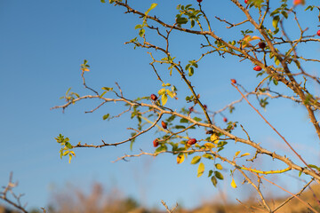 rosehip bush and blue sky in autumn
