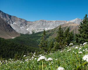 alpine meadow with flowers