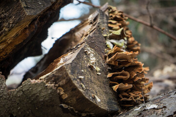  polypore mushroom on a tree from close up