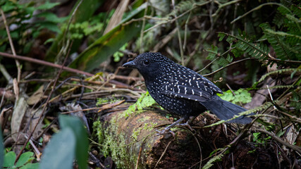 Large-tailed Antshrike, a black bird with white spots from the tropical forest perched in a humid and green environment.