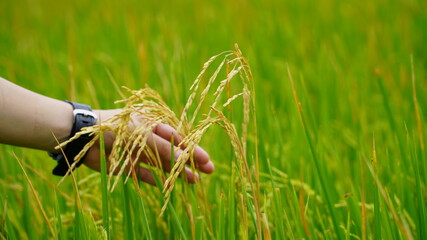 Hands holding the ears of rice fields that are about to ripen, nature food background