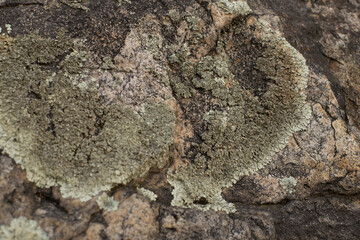 lichen on a stone close up