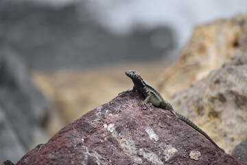 iguana