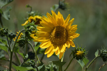 girasol