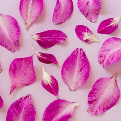 Flat lay of purple gladiolus petals on a lilac background