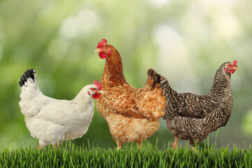 Beautiful chickens on fresh green grass outdoors