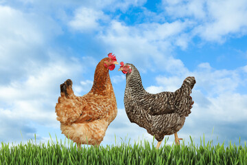 Beautiful chickens on fresh green grass outdoors