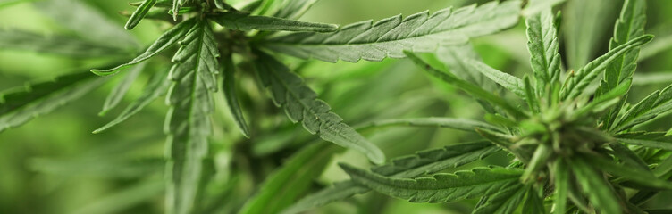 Green hemp on blurred background, closeup. Banner design